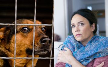 Marta je kupila kuću na planini i primetila da joj pas svake noći gleda u isti ugao sobe: Kada su srušili zid, ostali su u šoku Marta je kupila kuću na planini i primetila da joj pas svake noći gleda u isti ugao sobe: Kada su srušili zid, ostali su u šoku - featured image
