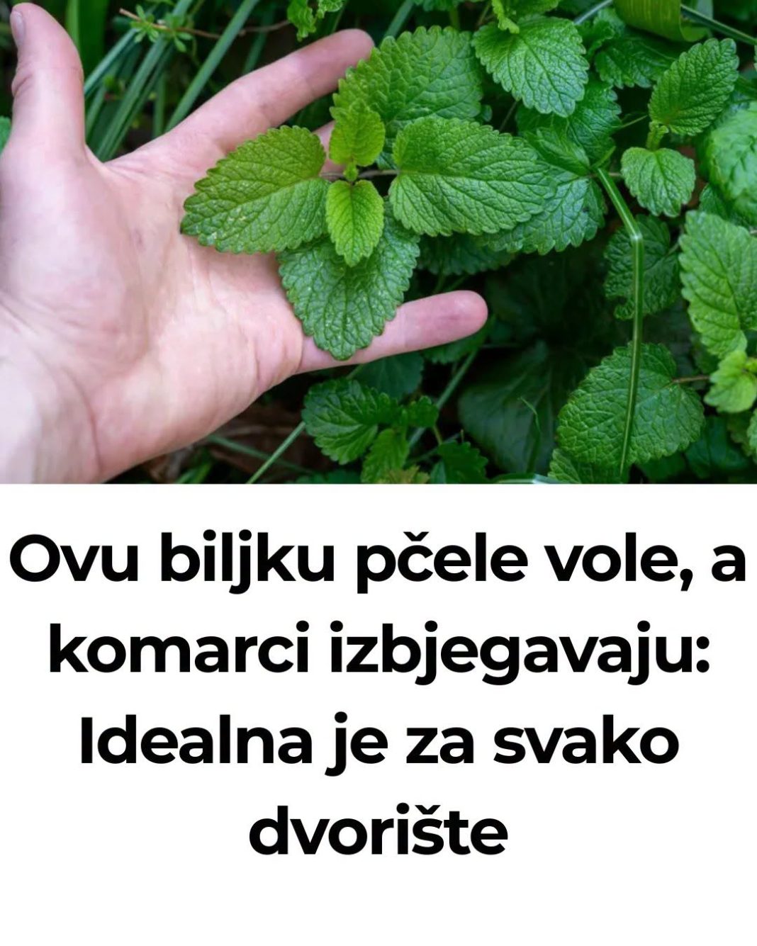 Ovu biljku pčele vole, a komarci izbjegavaju: Idealna je za svako dvorište - featured image