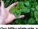 Ovu biljku pčele vole, a komarci izbjegavaju: Idealna je za svako dvorište Ovu biljku pčele vole, a komarci izbjegavaju: Idealna je za svako dvorište - featured image