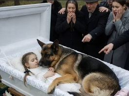 Njemačka ovčarka nije dopuštala nikome da priđe kovčegu male djevojčice. Ali čim su ljudi vidjeli šta je skrivala, ostali su zapanjeni od užasa… 😲😲😲