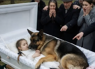 Njemačka ovčarka nije dopuštala nikome da priđe kovčegu male djevojčice. Ali čim su ljudi vidjeli šta je skrivala, ostali su zapanjeni od užasa… 😲😲😲