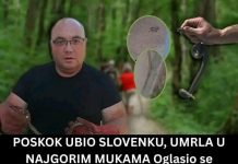 Poznati zmijolovac otkrio šta da uradite ako vas ujede zmija: Ovako prepoznajte otrovnicu od bezopasne vrste