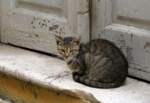 Šta znači kada tuđa mačka dođe na vaša vrata: Veruje se da jedan znak nikako ne treba ignorisati, može doneti nesreću Šta znači kada tuđa mačka dođe na vaša vrata: Veruje se da jedan znak nikako ne treba ignorisati, može doneti nesreću - featured image