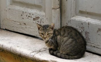 Šta znači kada tuđa mačka dođe na vaša vrata: Veruje se da jedan znak nikako ne treba ignorisati, može doneti nesreću Šta znači kada tuđa mačka dođe na vaša vrata: Veruje se da jedan znak nikako ne treba ignorisati, može doneti nesreću - featured image