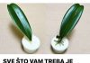 SVE ŠTO VAM TREBA JE PIRINAČ: Listovi orhideje odmah se ukorijene i cvjetaju tokom cijele godine! SVE ŠTO VAM TREBA JE PIRINAČ: Listovi orhideje odmah se ukorijene i cvjetaju tokom cijele godine! - featured image