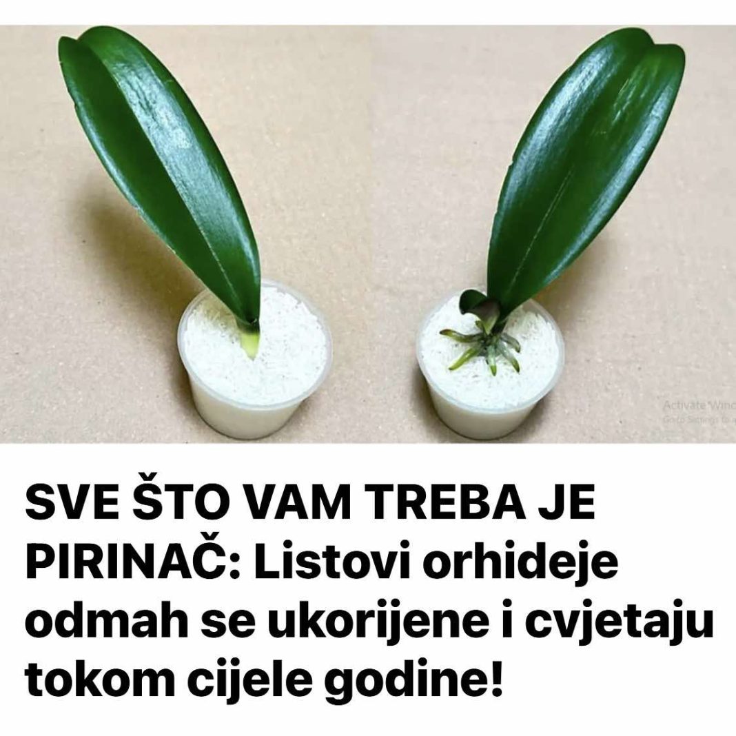 SVE ŠTO VAM TREBA JE PIRINAČ: Listovi orhideje odmah se ukorijene i cvjetaju tokom cijele godine! - featured image SVE ŠTO VAM TREBA JE PIRINAČ: Listovi orhideje odmah se ukorijene i cvjetaju tokom cijele godine! - featured image