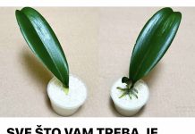 SVE ŠTO VAM TREBA JE PIRINAČ: Listovi orhideje odmah se ukorijene i cvjetaju tokom cijele godine! SVE ŠTO VAM TREBA JE PIRINAČ: Listovi orhideje odmah se ukorijene i cvjetaju tokom cijele godine! - featured image