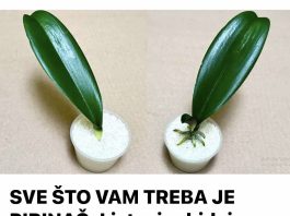 SVE ŠTO VAM TREBA JE PIRINAČ: Listovi orhideje odmah se ukorijene i cvjetaju tokom cijele godine! SVE ŠTO VAM TREBA JE PIRINAČ: Listovi orhideje odmah se ukorijene i cvjetaju tokom cijele godine! - featured image