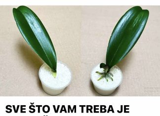 SVE ŠTO VAM TREBA JE PIRINAČ: Listovi orhideje odmah se ukorijene i cvjetaju tokom cijele godine! SVE ŠTO VAM TREBA JE PIRINAČ: Listovi orhideje odmah se ukorijene i cvjetaju tokom cijele godine! - featured image