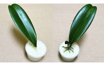 SVE ŠTO VAM TREBA JE PIRINAČ: Listovi orhideje odmah se ukorijene i cvjetaju tokom cijele godine! SVE ŠTO VAM TREBA JE PIRINAČ: Listovi orhideje odmah se ukorijene i cvjetaju tokom cijele godine! - featured image