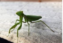 Ako vam ovaj insekt uđe u stan budite srećni: Kažu da s razlogom bira kuću, a poruka koju nosi je predivna Ako vam ovaj insekt uđe u stan budite srećni: Kažu da s razlogom bira kuću, a poruka koju nosi je predivna - featured image