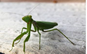 Ako vam ovaj insekt uđe u stan budite srećni: Kažu da s razlogom bira kuću, a poruka koju nosi je predivna Ako vam ovaj insekt uđe u stan budite srećni: Kažu da s razlogom bira kuću, a poruka koju nosi je predivna - featured image