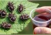 Smrdibube nestanu za 1 minutu! OVO je jače od tone otrova… Smrdibube nestanu za 1 minutu! OVO je jače od tone otrova… - featured image