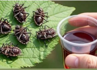 Smrdibube nestanu za 1 minutu! OVO je jače od tone otrova… Smrdibube nestanu za 1 minutu! OVO je jače od tone otrova… - featured image
