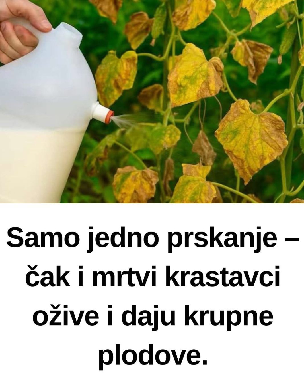Samo jedno prskanje – čak i mrtvi krastavci ožive i daju krupne plodove. - featured image