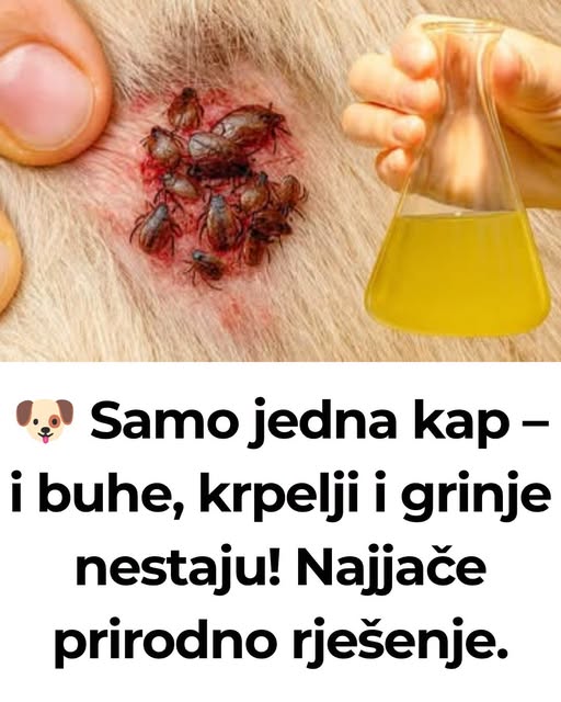 🐶 Samo jedna kap – i buhe, krpelji i grinje nestaju! Najjače prirodno rješenje… - featured image 🐶 Samo jedna kap – i buhe, krpelji i grinje nestaju! Najjače prirodno rješenje… - featured image