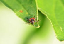 BIO sam glup što nisam znao da samo 1 kap OVOGA odmah tjera komarce, miševe, mrave, moljce! (FOTO) BIO sam glup što nisam znao da samo 1 kap OVOGA odmah tjera komarce, miševe, mrave, moljce! (FOTO) - featured image