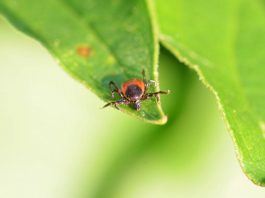 BIO sam glup što nisam znao da samo 1 kap OVOGA odmah tjera komarce, miševe, mrave, moljce! (FOTO) BIO sam glup što nisam znao da samo 1 kap OVOGA odmah tjera komarce, miševe, mrave, moljce! (FOTO) - featured image