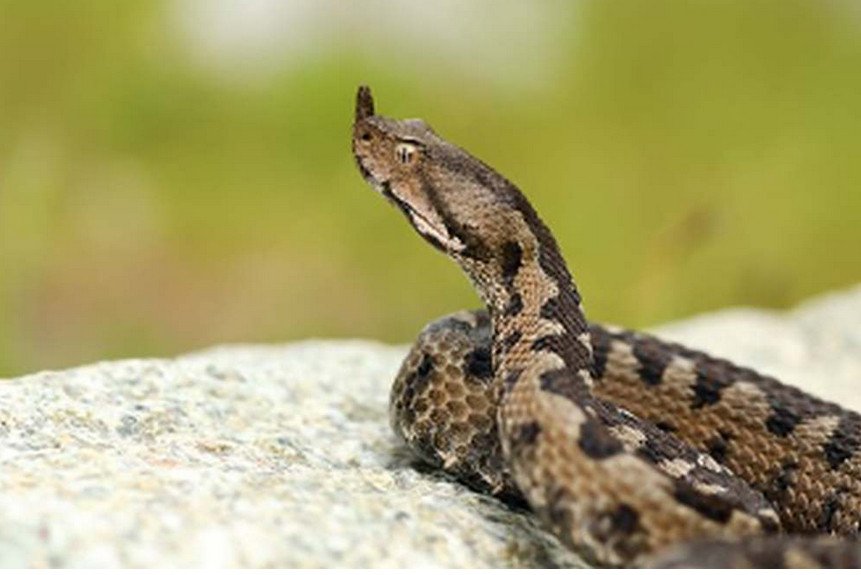 Ovo je prvo mjesto kod kuće gdje biste trebali provjeriti ima li zmija - featured image Ovo je prvo mjesto kod kuće gdje biste trebali provjeriti ima li zmija - featured image