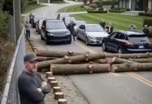 Posekli su mi drveće zbog svog „pogleda“ – pa sam zatvorio jedini put koji vodi do njihovog komšiluka Posekli su mi drveće zbog svog „pogleda“ – pa sam zatvorio jedini put koji vodi do njihovog komšiluka - featured image