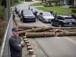 Posekli su mi drveće zbog svog „pogleda“ – pa sam zatvorio jedini put koji vodi do njihovog komšiluka Posekli su mi drveće zbog svog „pogleda“ – pa sam zatvorio jedini put koji vodi do njihovog komšiluka - featured image