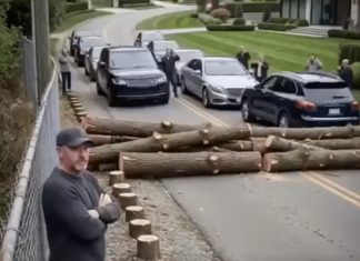 Posekli su mi drveće zbog svog „pogleda“ – pa sam zatvorio jedini put koji vodi do njihovog komšiluka Posekli su mi drveće zbog svog „pogleda“ – pa sam zatvorio jedini put koji vodi do njihovog komšiluka - featured image